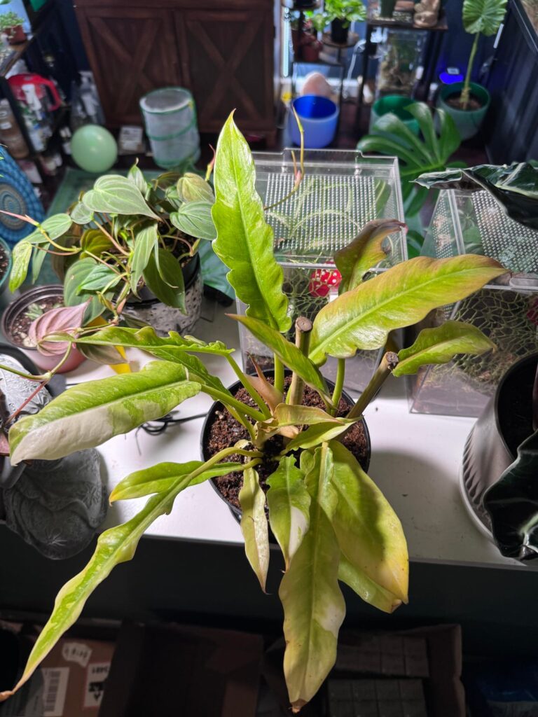 A ring of fire I picked up today!