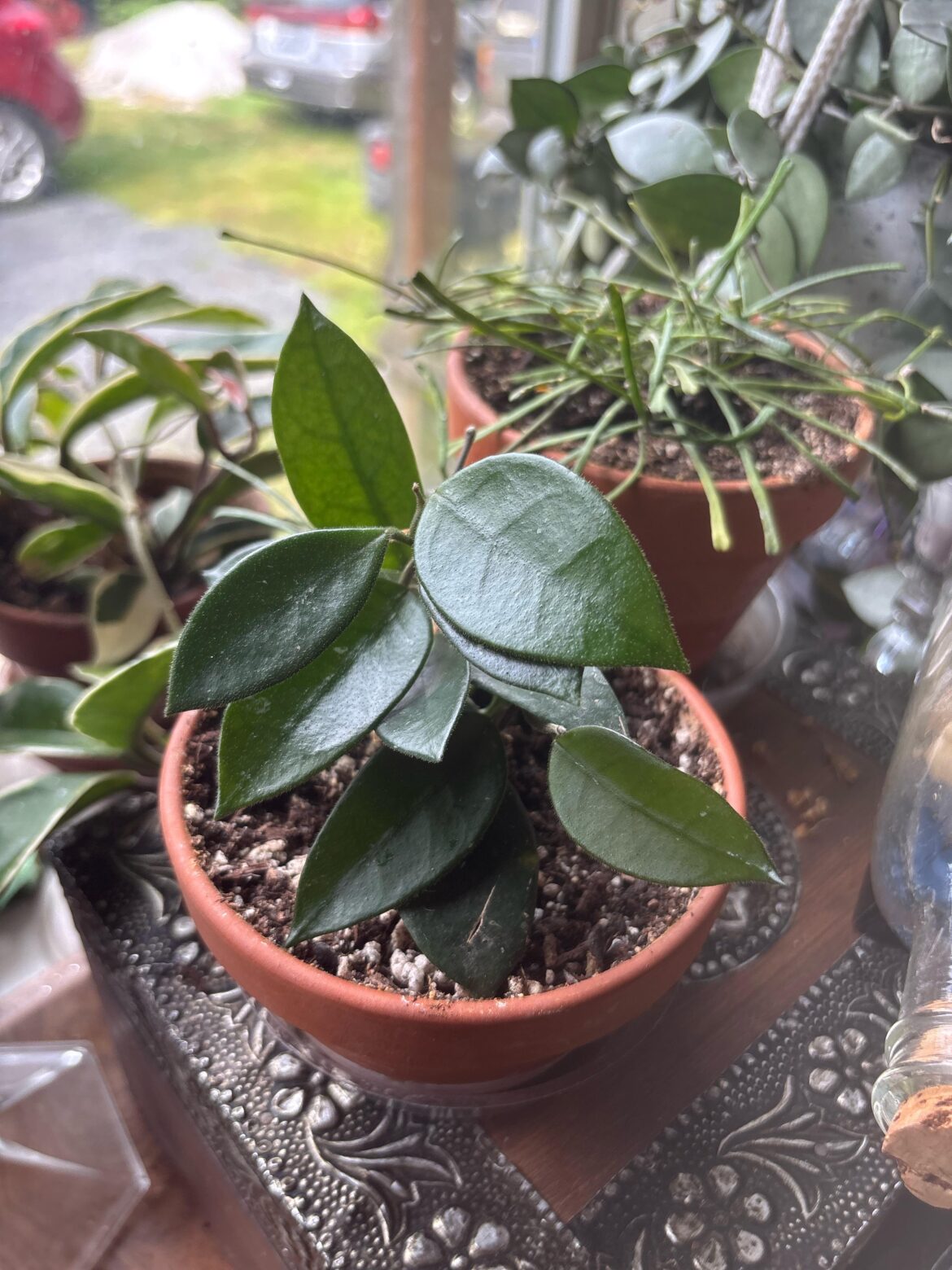 Any help with an id on this baby? It’s not a carnosa, the leaves are slightly velvety