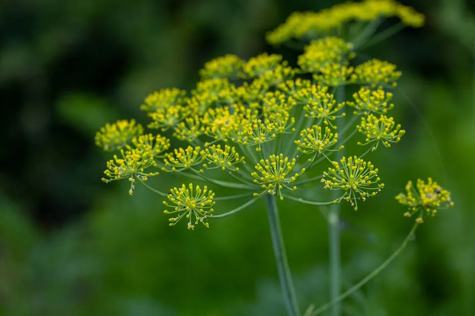 close up of aromatic dill (anethum graveolens) with small flowers umbels, growing in village garden.
