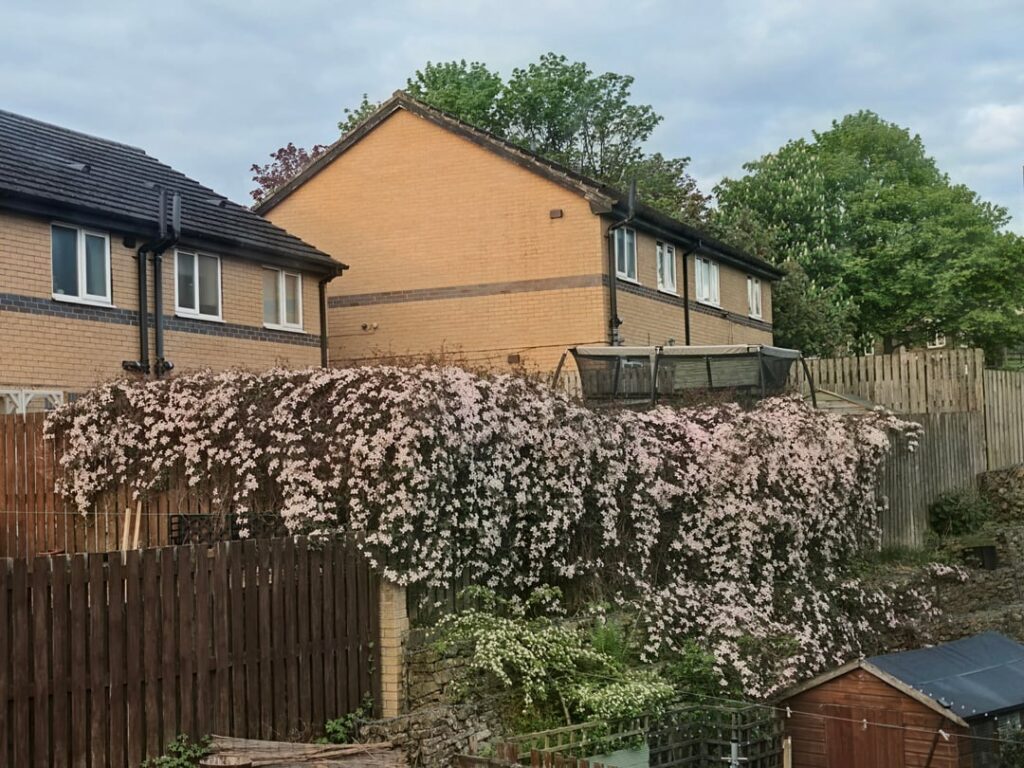 My Neighbours Clematis My Neighbours Clematis