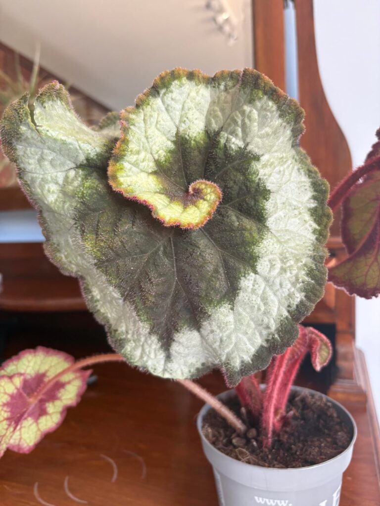 begonia escargot help