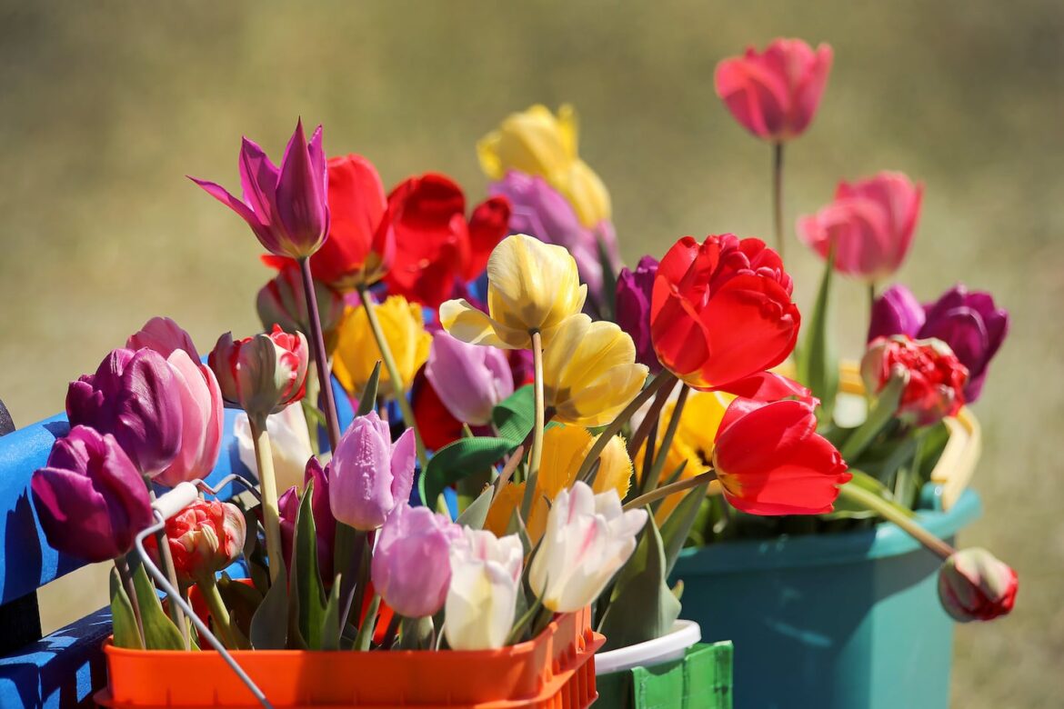 Best Mother’s Day plant gifts from Dave Epstein Several buckets of fresh-picked tulips in Exeter, R.I. Tulips and other fresh cut flowers always make great Mother's Day gifts.