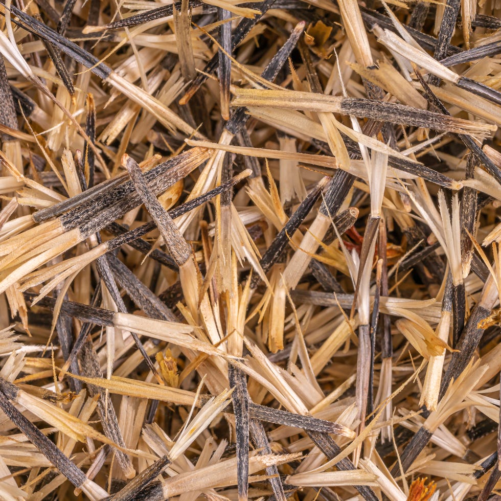 Background of dry Marigold seeds Top view. background of dry marigold seeds top view.