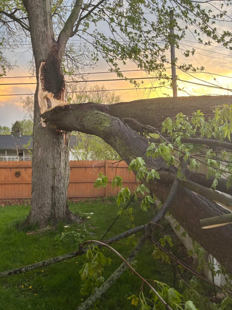 Downed tree Downed tree
