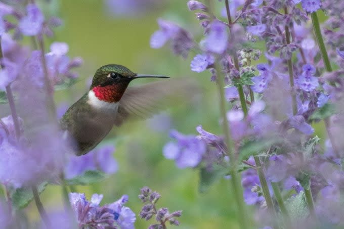 I love hummingbirds. While visiting a friend in Abbot Maine this Ruby-throated Hummingbird was zipping through her flower bed. He was really enjoying her catmint perennials and I was enjoying the activity. I loved how he looked almost lost in the sea of lilac colored blossoms. This photo was taken with a Nikon D500, 6/3/21