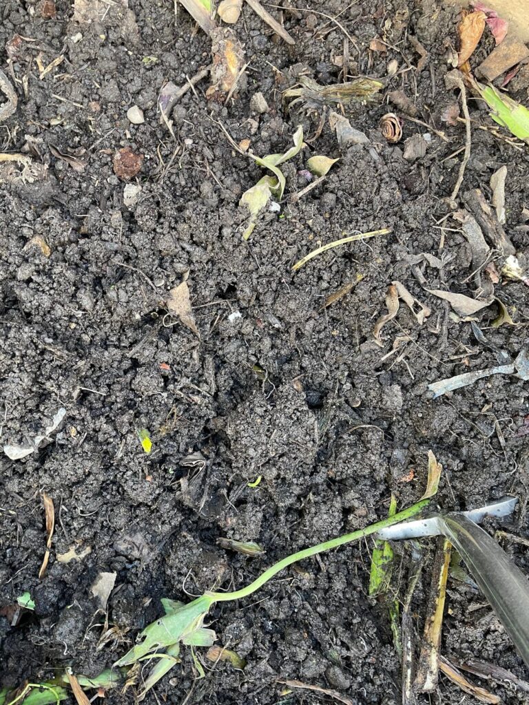 First time composting First time composting