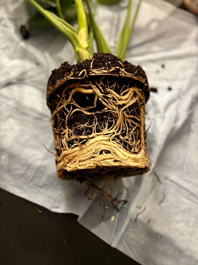 Just want some plant lovers to assess Monty. Just want some plant lovers to assess Monty.