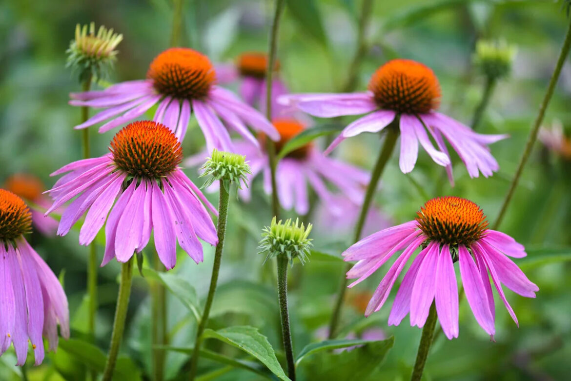 8 Plants You Should Never Deadhead, According to Gardening Experts 8 Plants You Should Never Deadhead, According to Gardening Experts