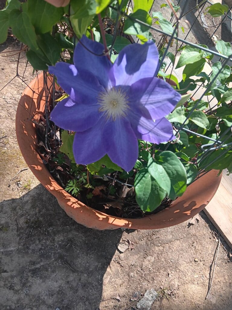 Not sure what flower it is but it is my favorite