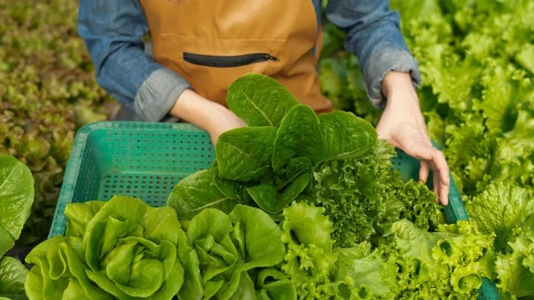 A gardener with a tan apron harvesting lettuce into a green basket.