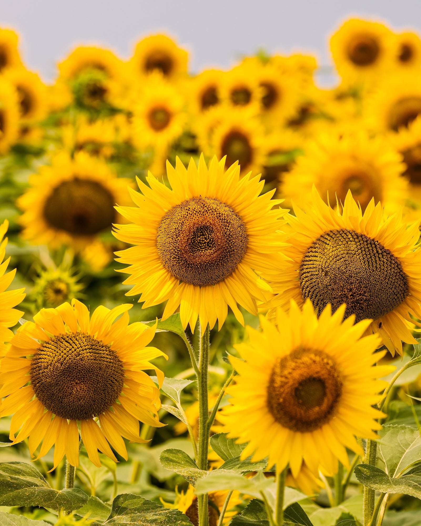 field of sunflowers in bloom