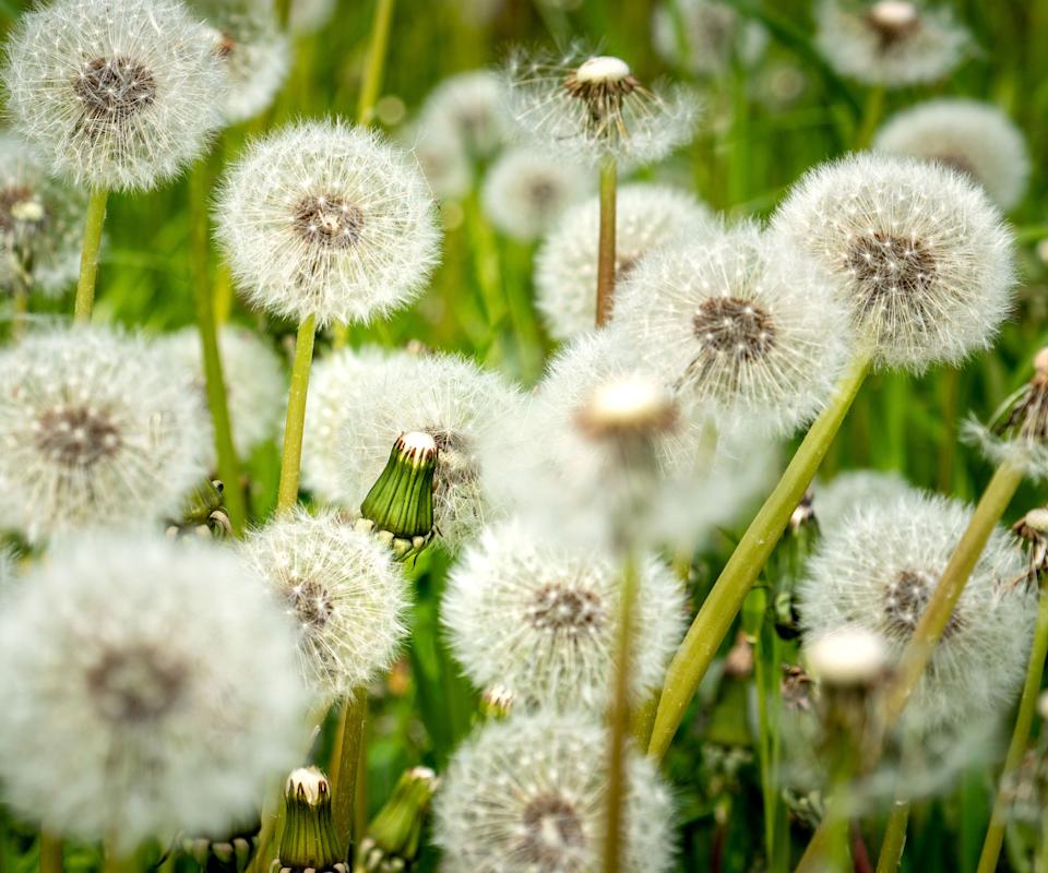white dandelion seed heads in garden