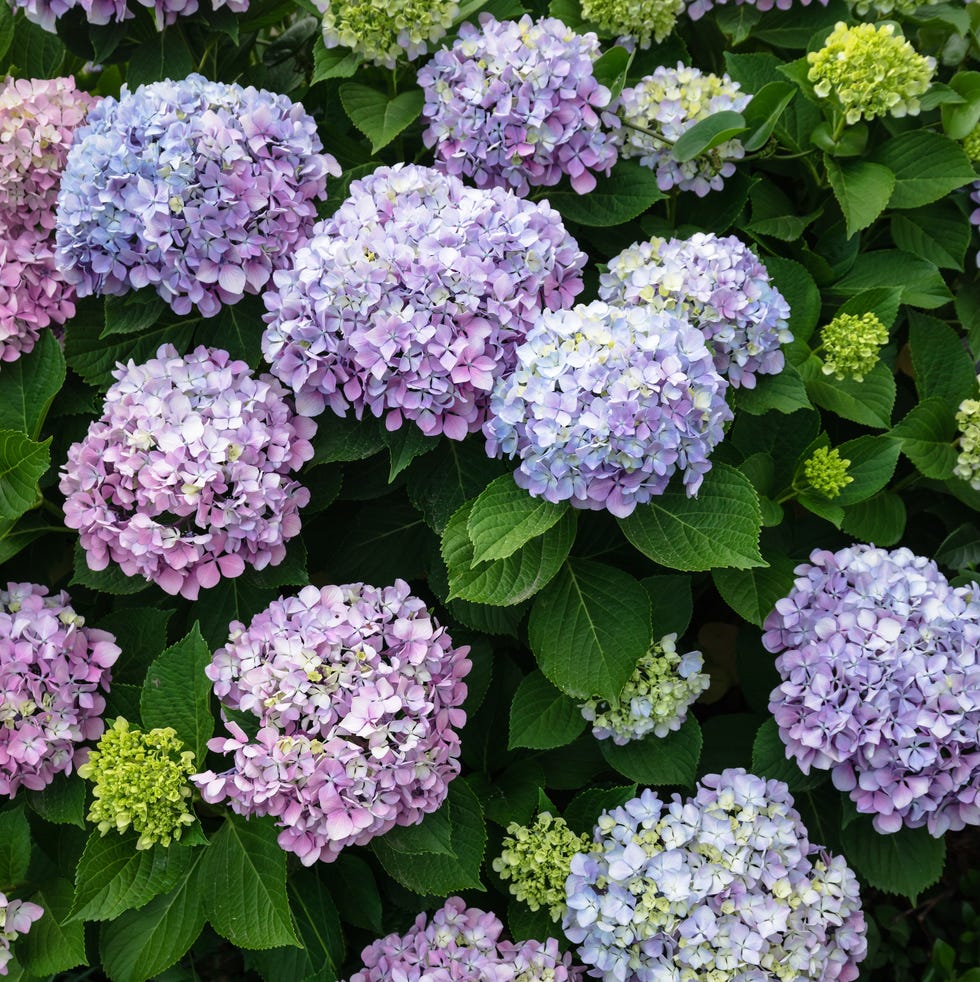 hydrangea flowers in varying shades of purple blue and green