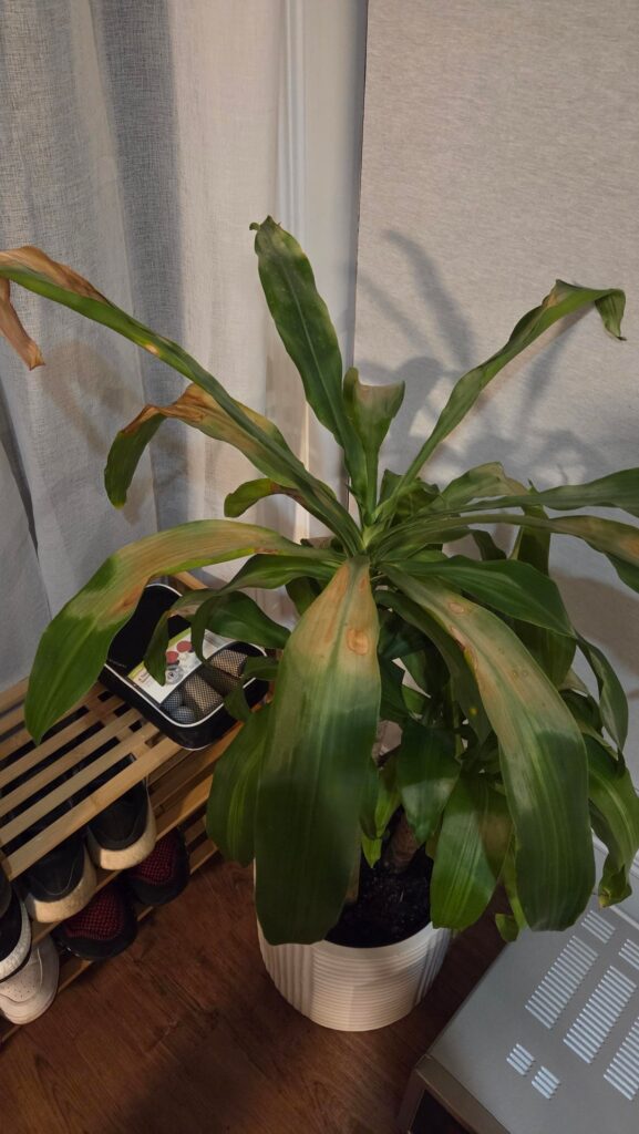 How do we save this dracaena?