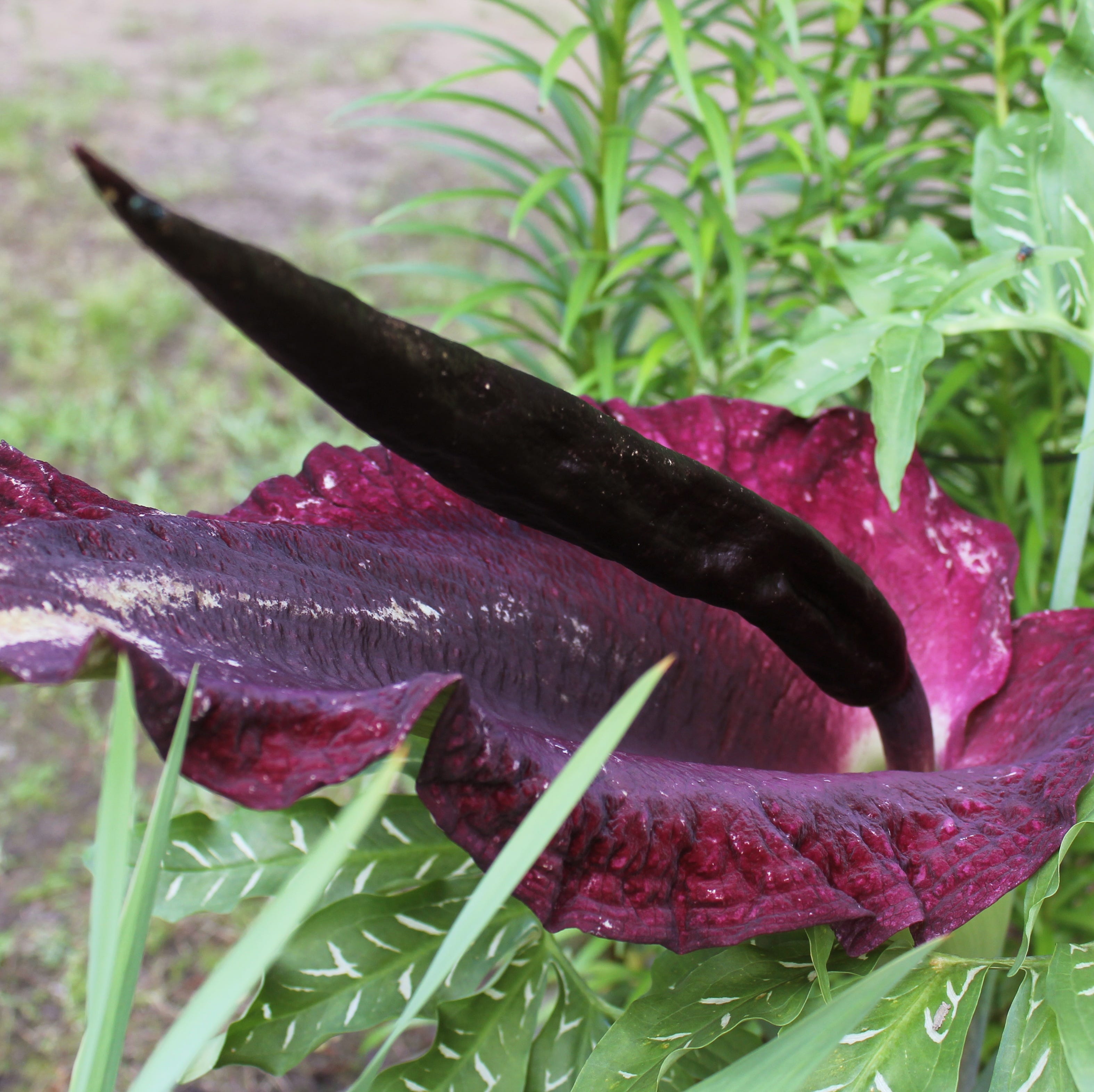 purple dragon lily in an outdoor garden
