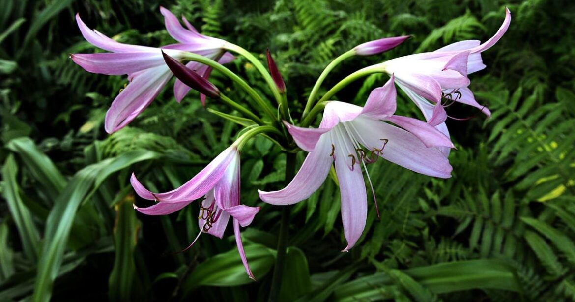 Plant summer bulbs for a lush garden | Home/Garden Plant summer bulbs for a lush garden | Home/Garden
