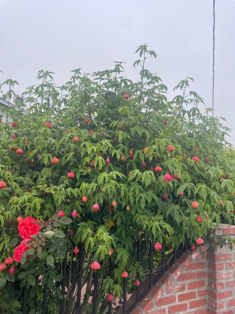 What is this plant with these cute flowers?