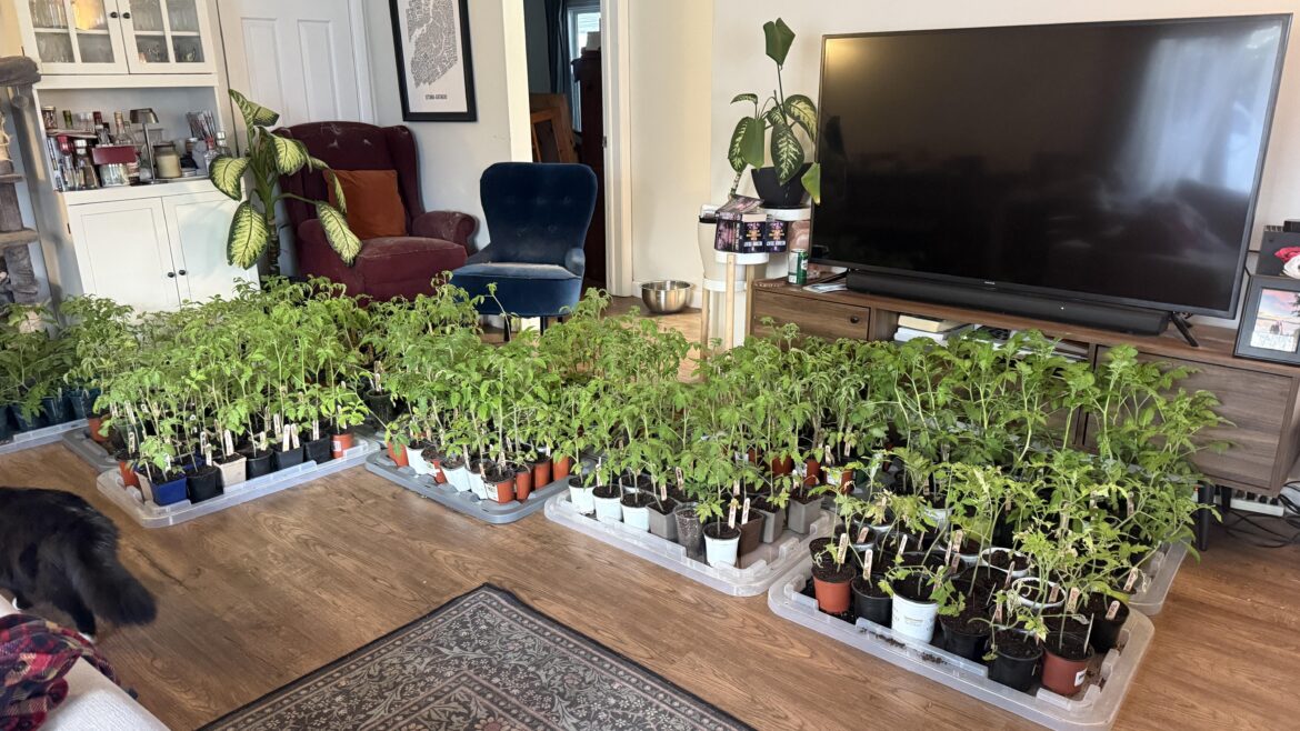 Hardening off my tomatoes means my living room looks like this from 8pm-8am all week