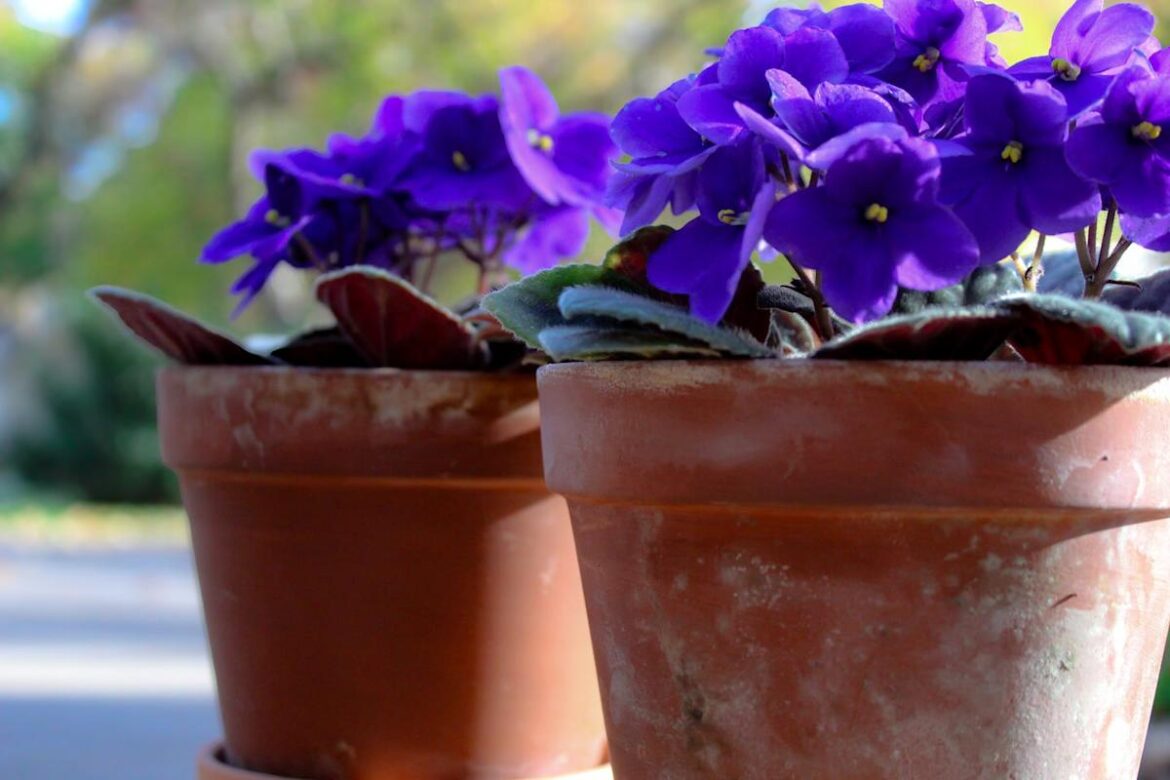 How to Keep Your African Violets Blooming All Year, According to Horticulturists and Landscape Designers