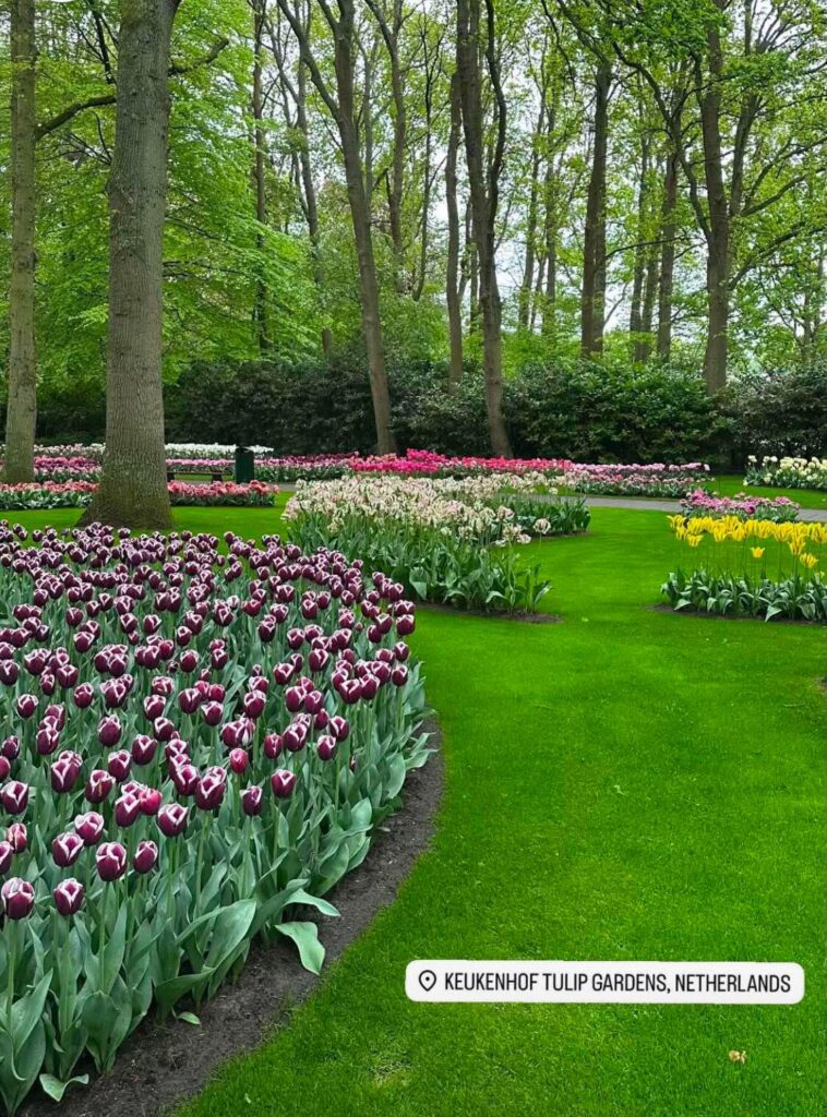 Tulips are my favorite!