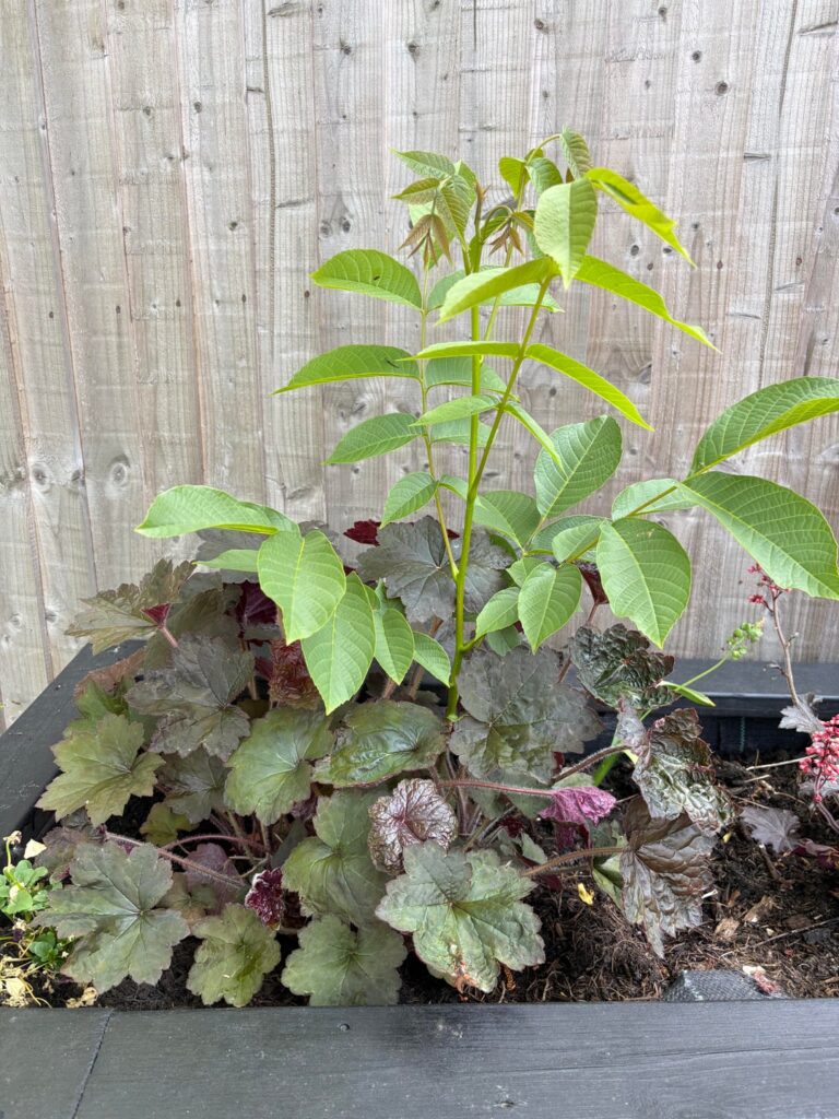 Plant app says this is a walnut?