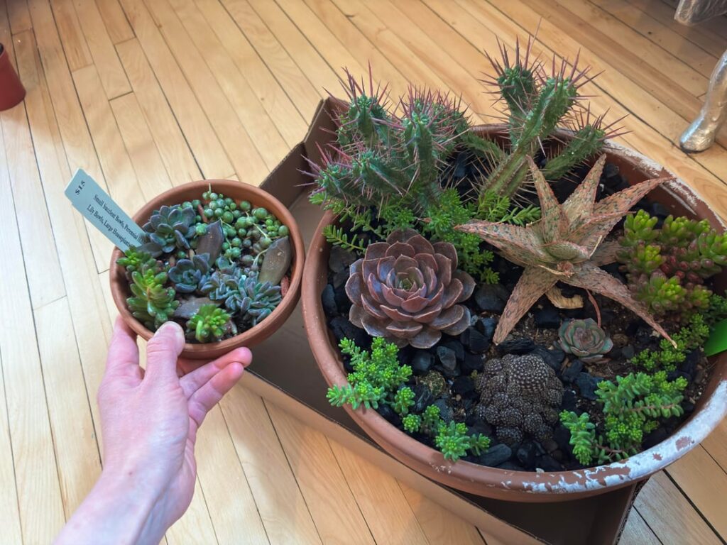 Incredible haul from my school's student plant sale today! Please advise: how I can rescue this gorgeous euphoria from it's moist, crowded jail cell without either one of us dying?