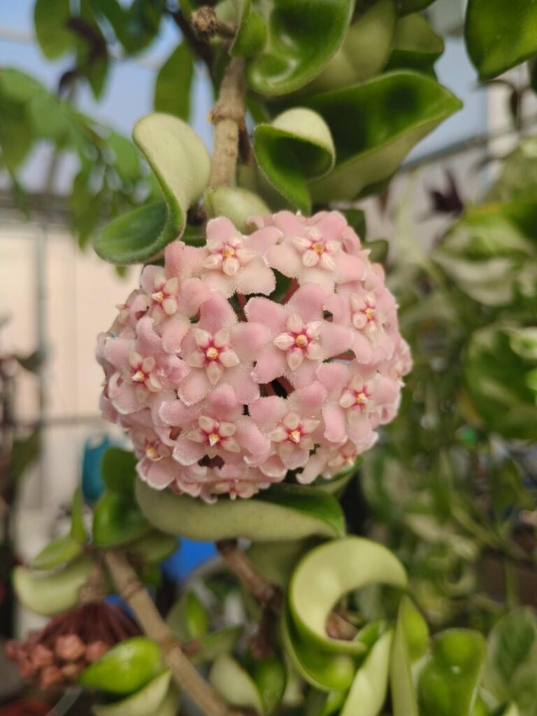 Some of the hoyas we have blooming right now :)