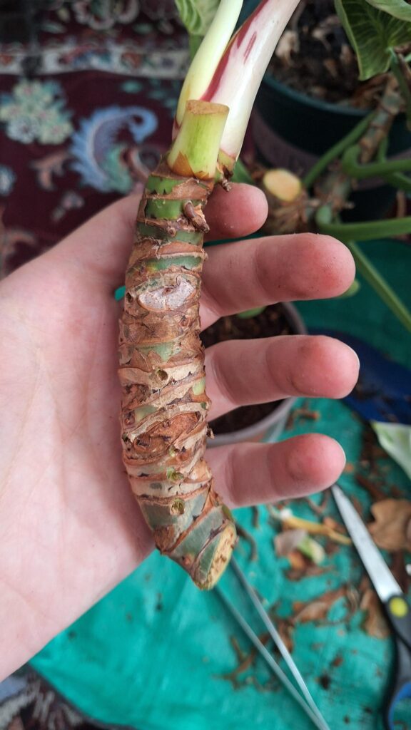 Still growing but neglected. How can i revive this dude. Still growing but neglected. How can i revive this dude.