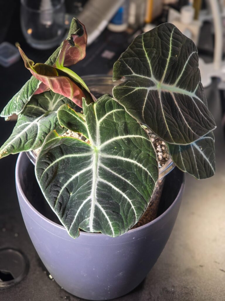 My alocasia black velvet got penetrations?!