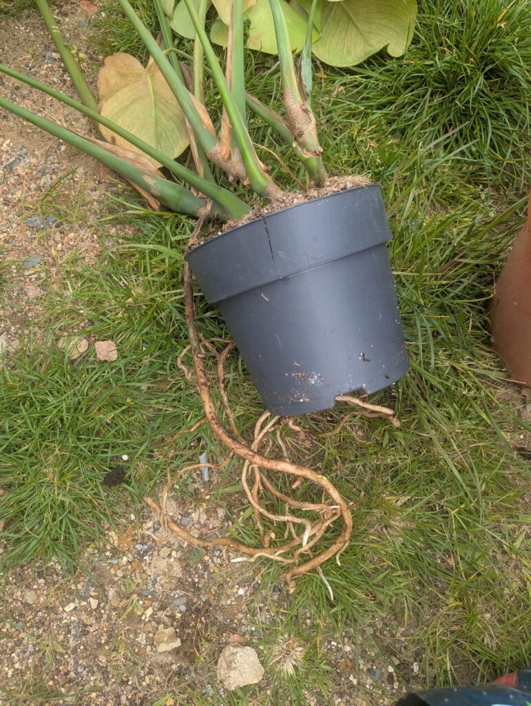 I had no idea why my monstera was dying ๐ I had no idea why my monstera was dying ๐