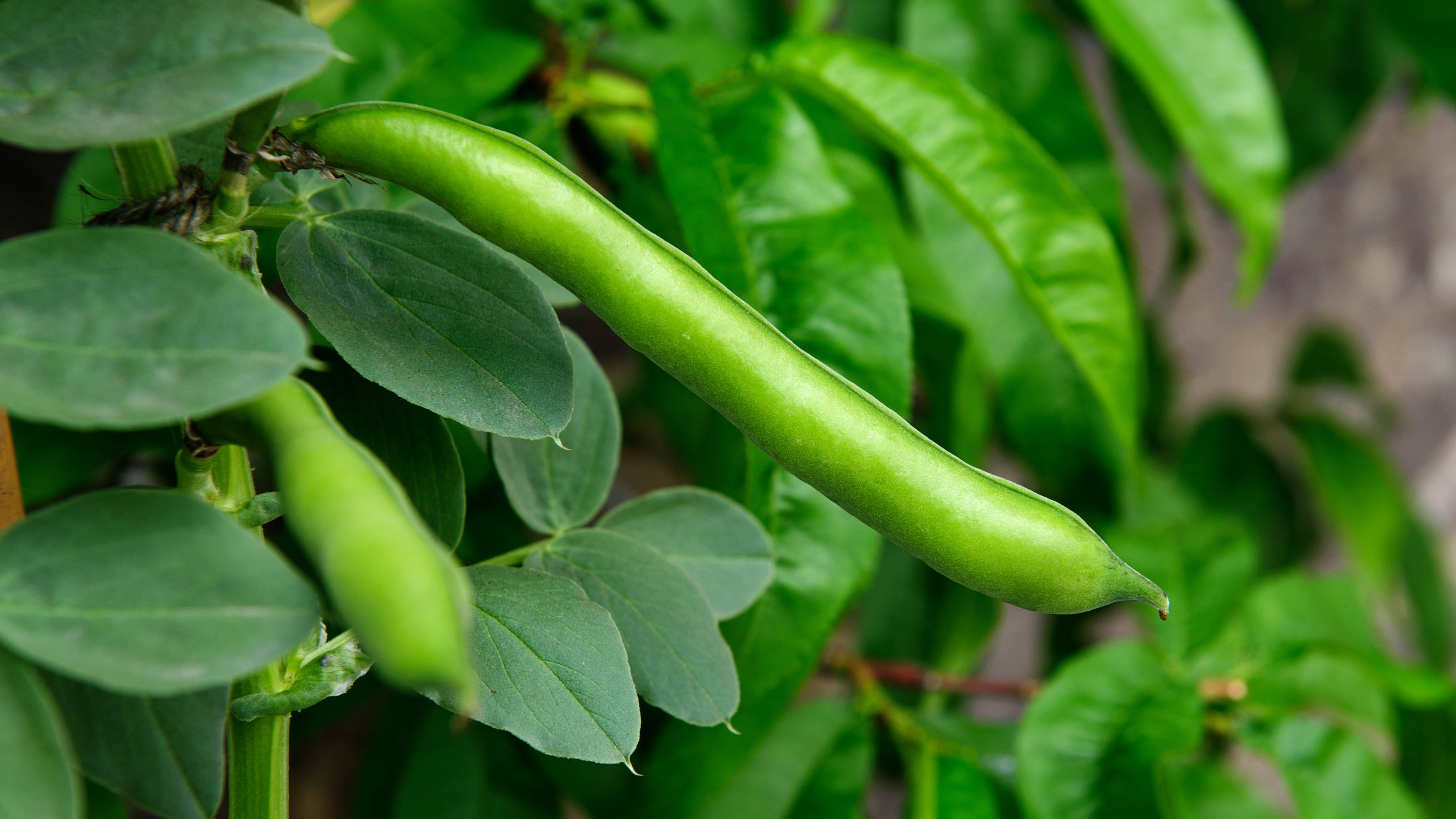 Green beans
