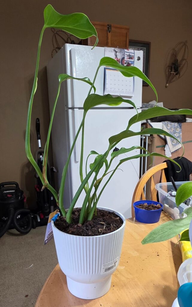 Self Watering Pot