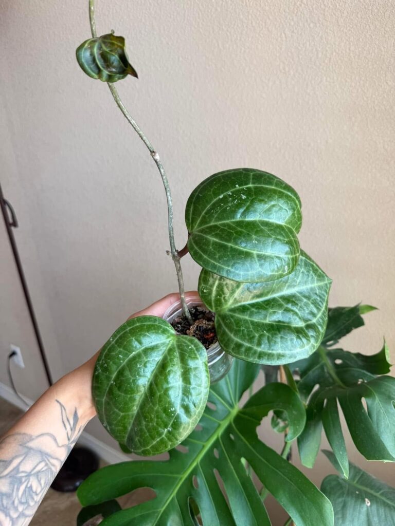 Hoya Latifolia 'Sarawak' | March 2025 - May 2026