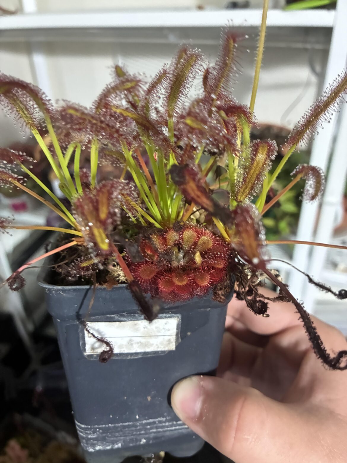 Who is this friend in my capensis pot?