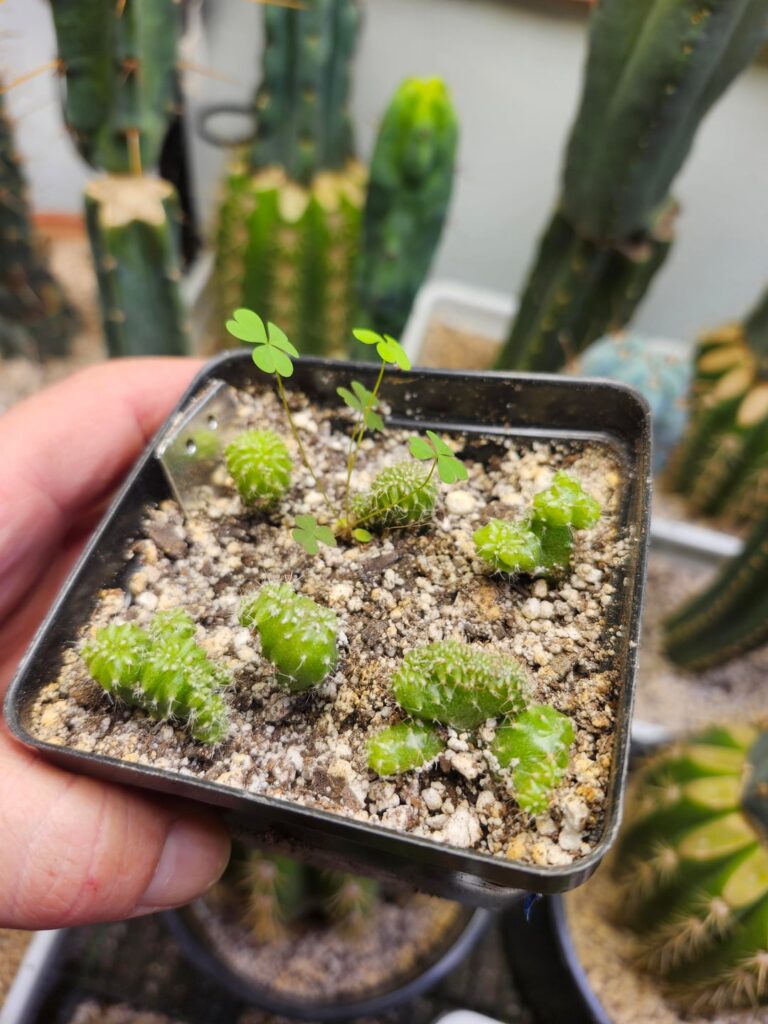 Baby Mutants