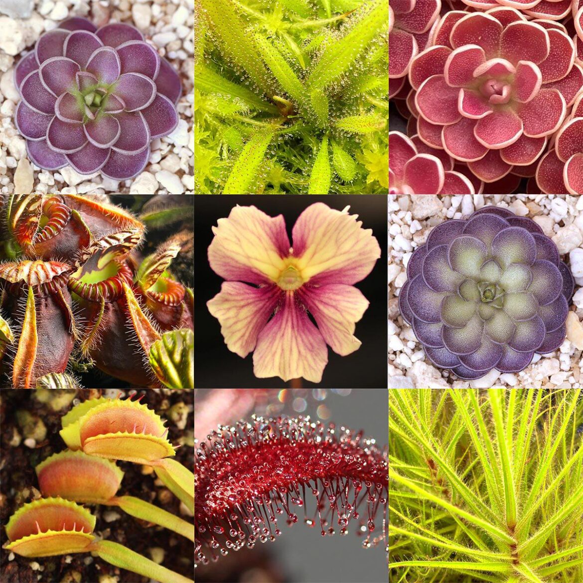 Happy World Carnivorous Plant Day!! 🎉🥳🌎💚🌱🌱☀️🌱🌱💚🌏🥳🎉