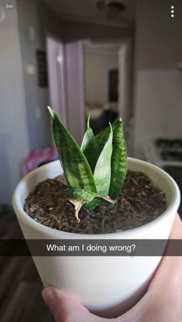 Help diagnose my baby snake plant? Help diagnose my baby snake plant?