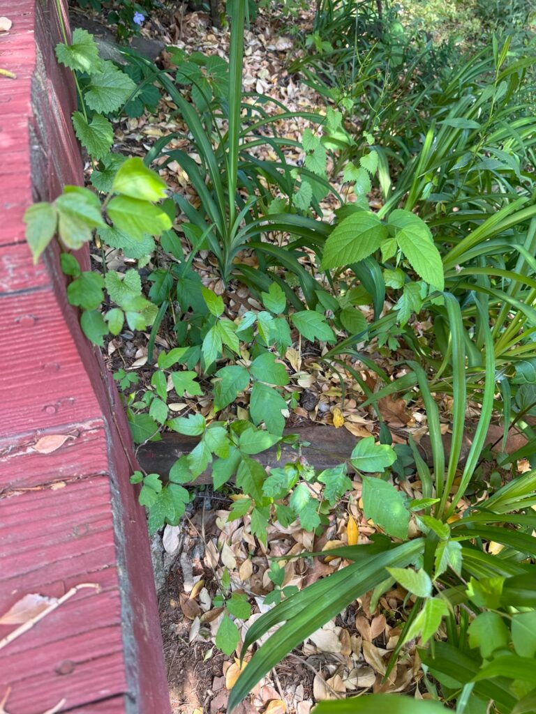 Poison Ivy