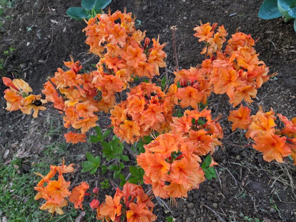 Got some azaleas planted today!