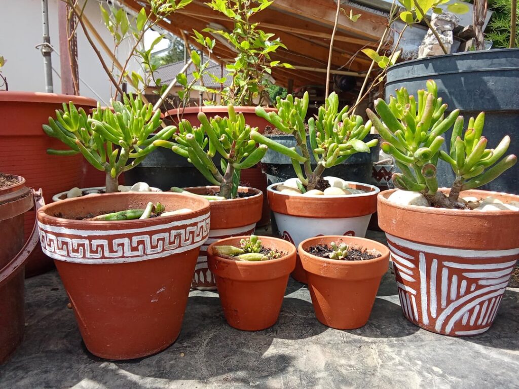 My gollum jade plants