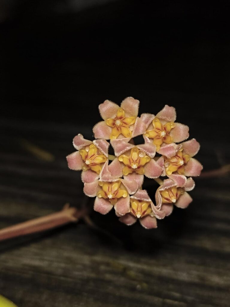 Recent blooms