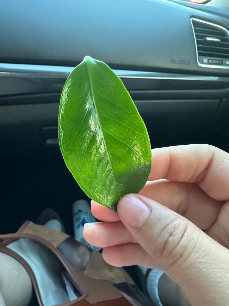 Can I prop this zz leaf?
