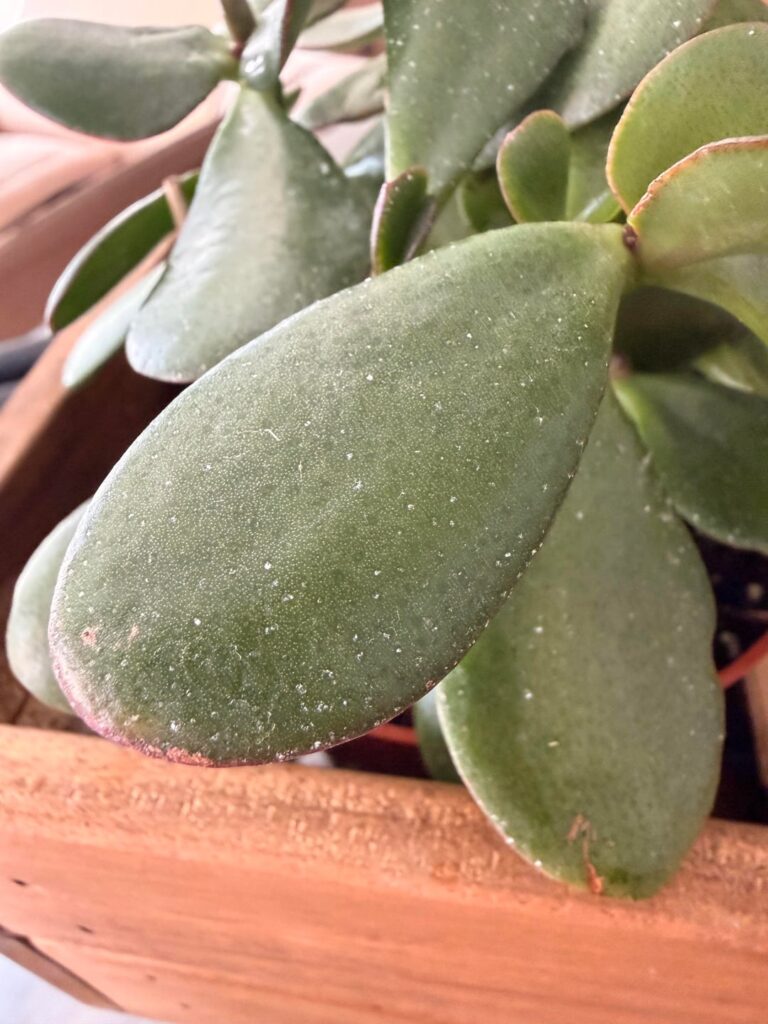 What is that white stuff?