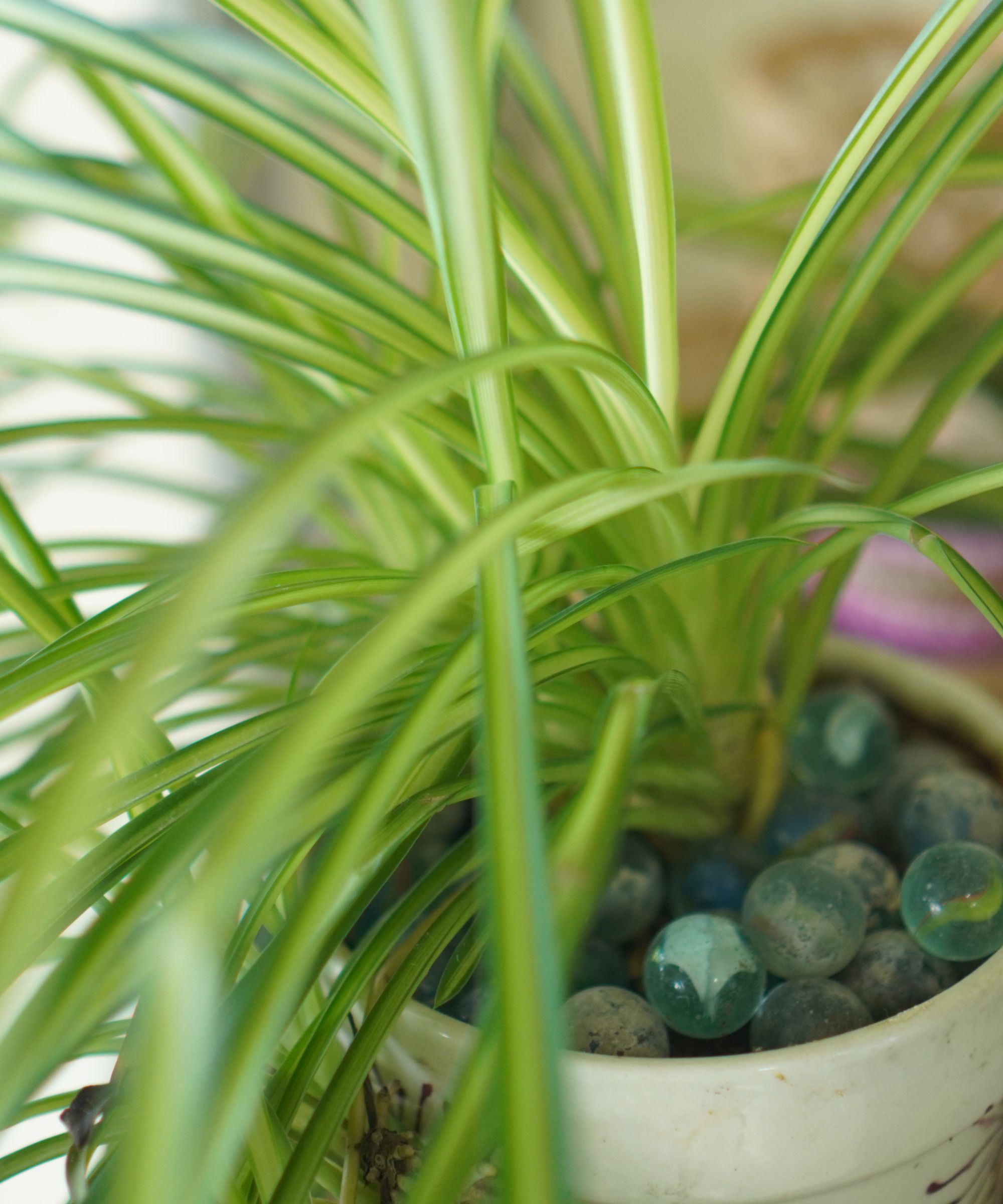 Spider plant with pale blue marbles in the pot