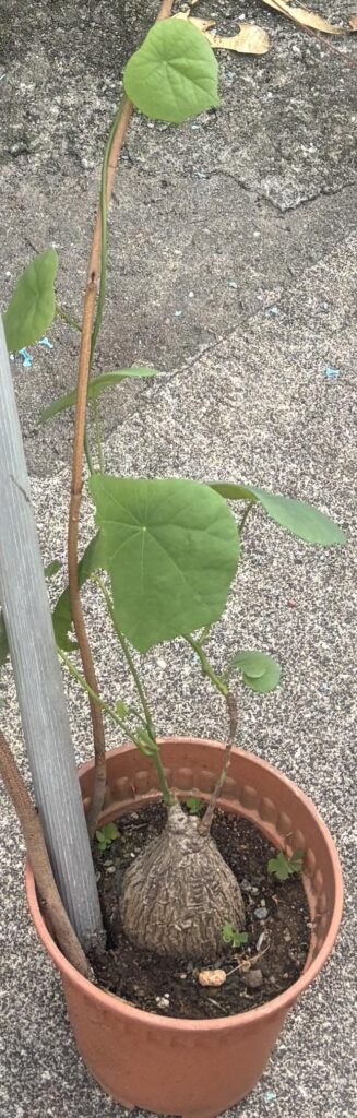 Should I let it continue to grow its vine (it’s length is already half of a bamboo pole)