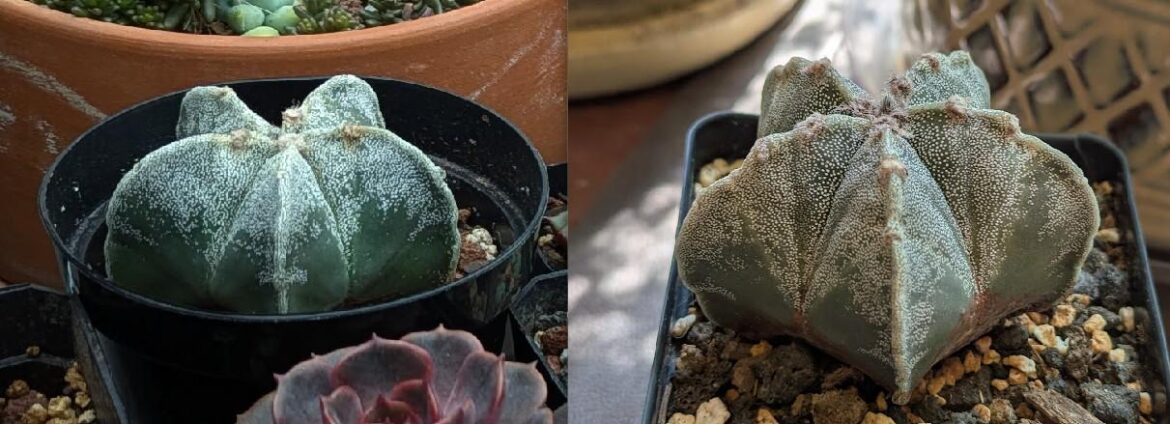 Do they always grow this slowly? Do they always grow this slowly?