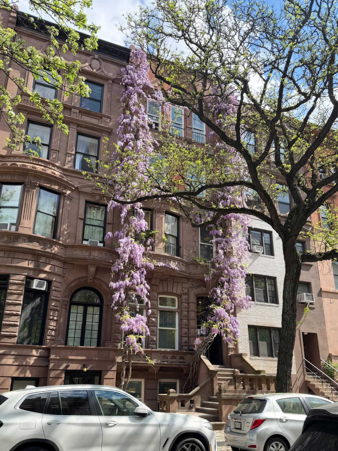 Wisteria in nyc