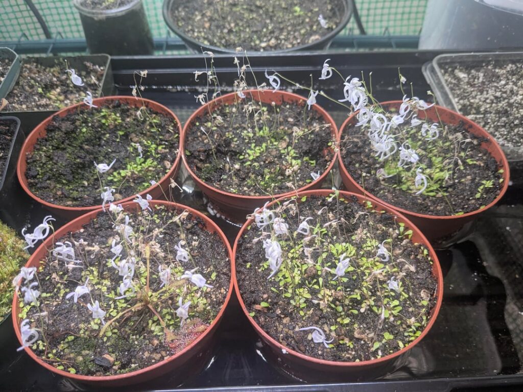 U. Sandersonii Improved With Less Light. A Follow Up From 4 Months Ago. Before & After Light Stress. U. Sandersonii Improved With Less Light. A Follow Up From 4 Months Ago. Before & After Light Stress.
