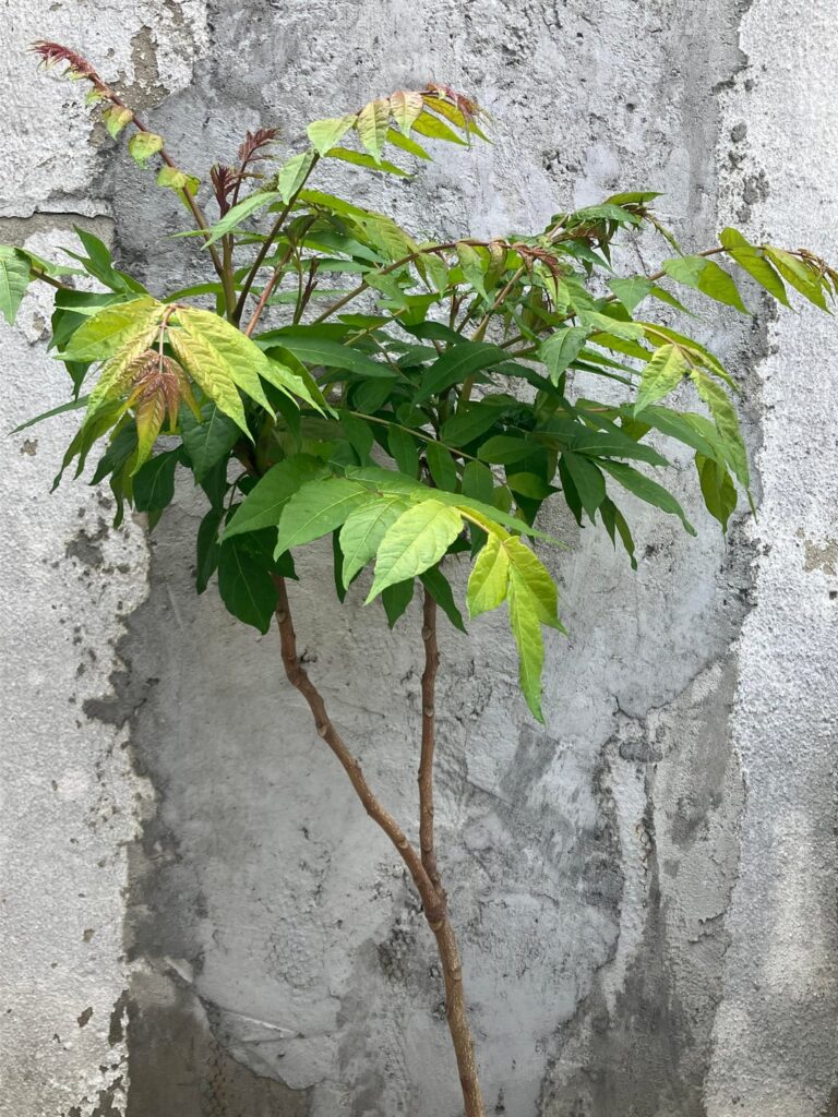 Hopefully not tree of heaven Hopefully not tree of heaven
