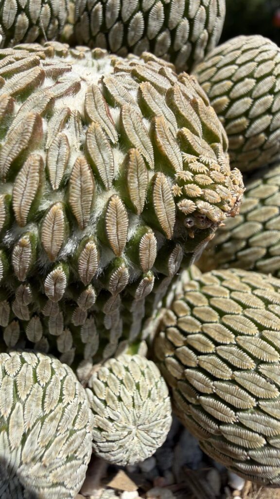 Pelecyphora aselliformis